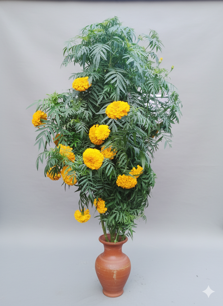 Marigold (gendu) flower plants 10pieces pack