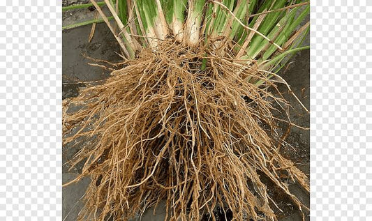 Vetiver a medicinal plant